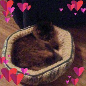 Meet your Posher, Linda